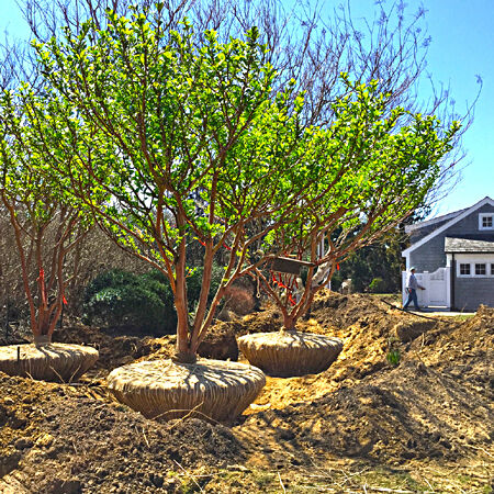 Large Tree Installations